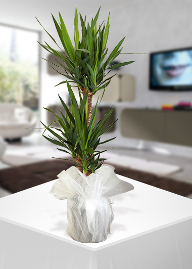 2 ‘li Yucca-60