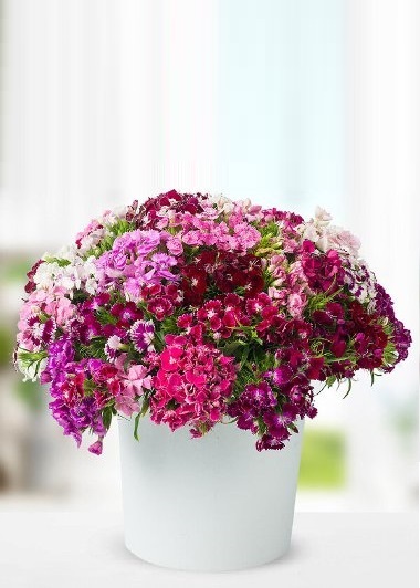 Hoşgeldin Baharım Gaziantep Çiçek Sepeti Siparişi